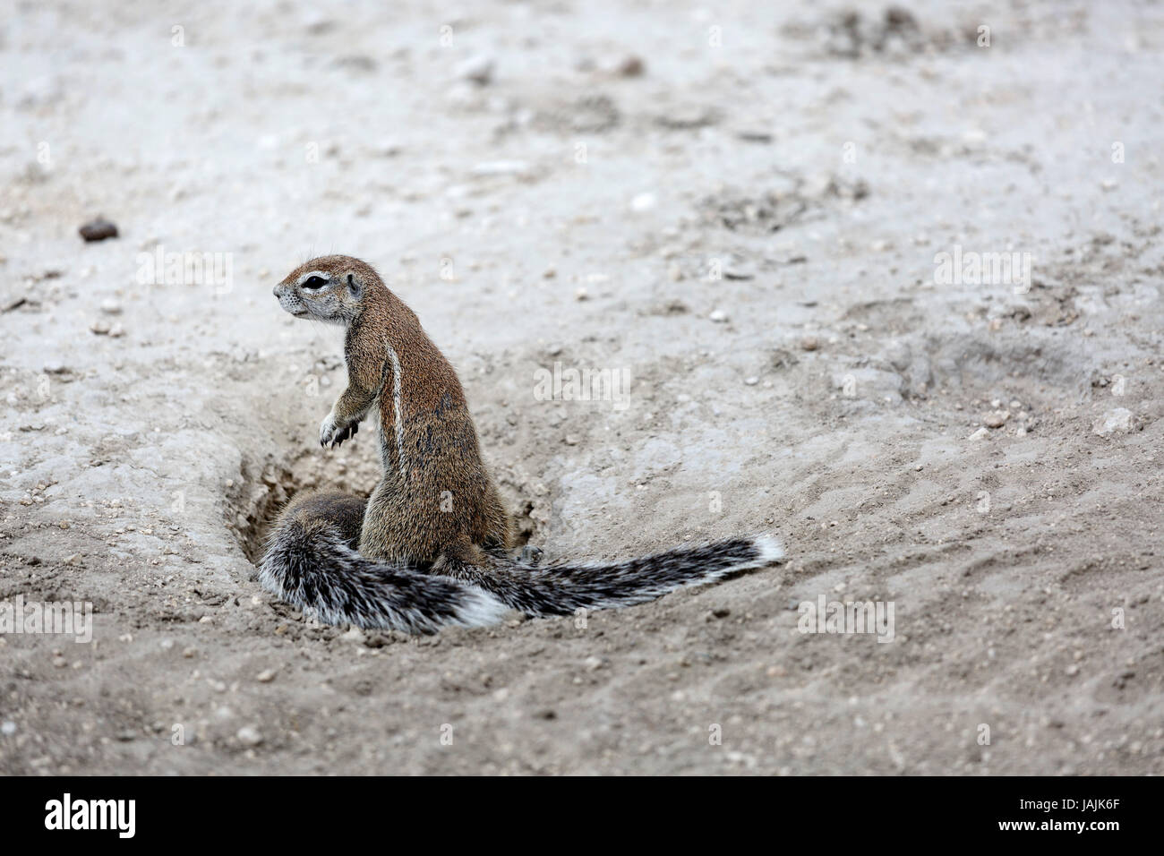 Unstriped Ground Squirrel, Parc National d'Etosha, Namibie Prak. Banque D'Images