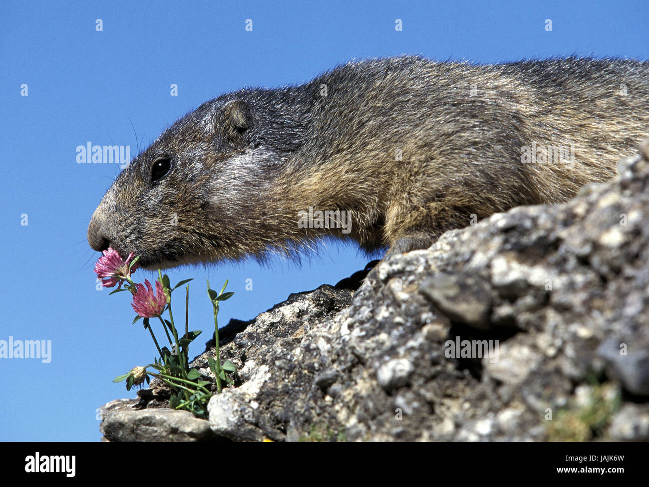 Alp,marmotte Marmota marmota,odeur,fleurs, Banque D'Images
