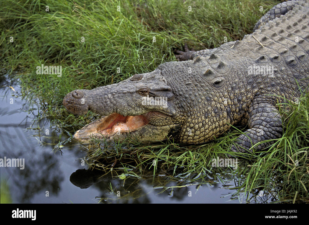 La température du corps,l'Australie réglemente ou crocodile bar saltwater crocodile, Crocodylus porosus,bouche ouverte, Banque D'Images