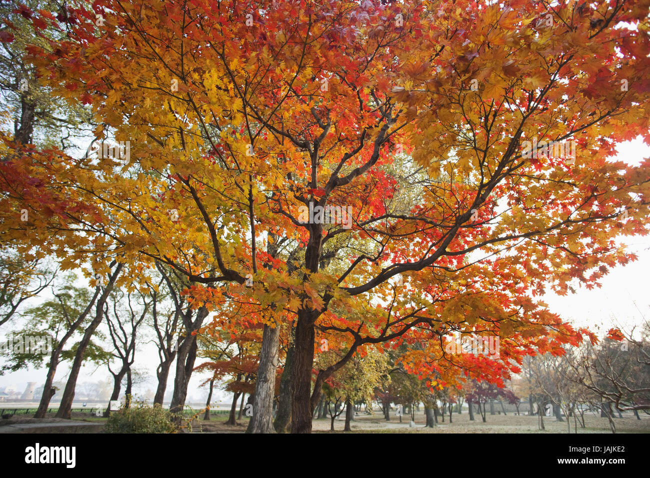 Gyeongju Corée,Gyerim,bois,arbres,feuillage de l'automne, Banque D'Images