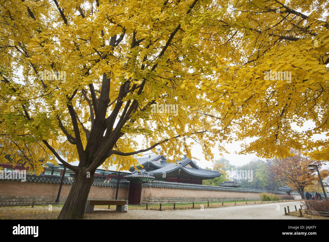 Corée du Sud, Séoul, Gyeongbokgung palace,l'automne, Banque D'Images