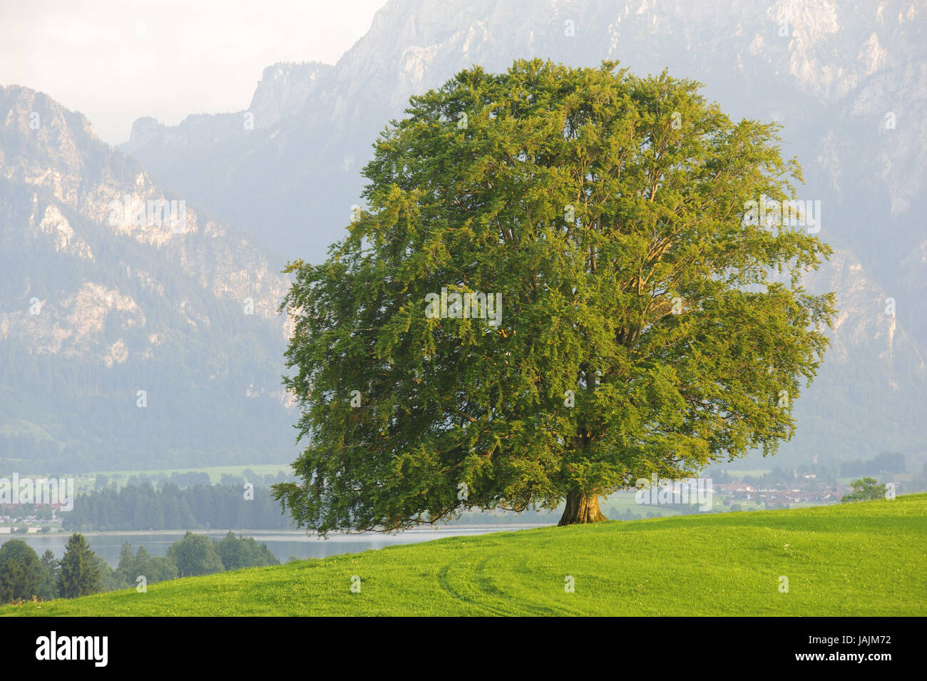 Arbre à grandes feuilles,livre,non marqué, Banque D'Images