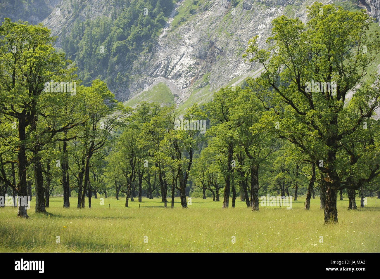 Arbres dans le grand marbre dans étroitement, Banque D'Images