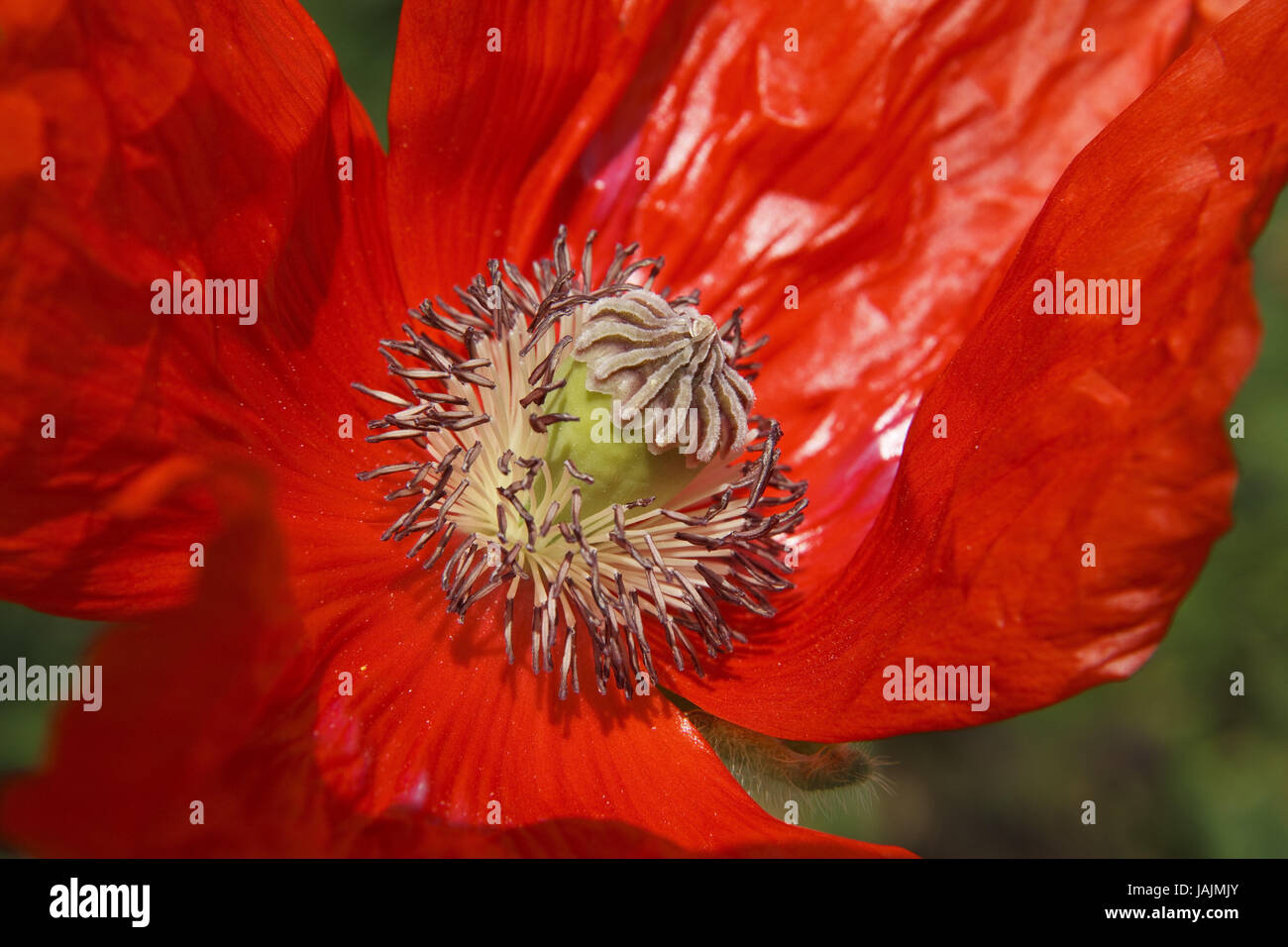 Clap,graines de pavot rouge, fleur, Banque D'Images