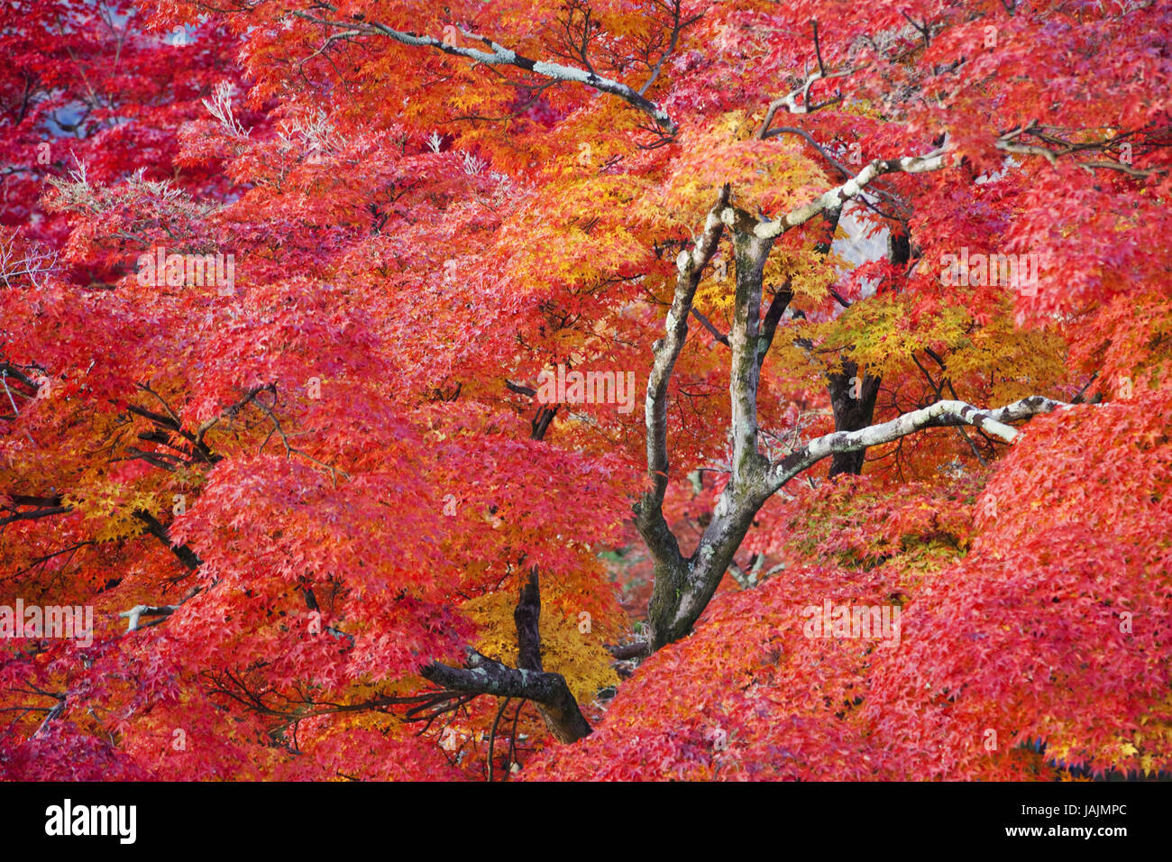 Japon Kyoto Arashiyama,,,Adashino Nenbutsu-ji,arbres,l'automne, Banque D'Images