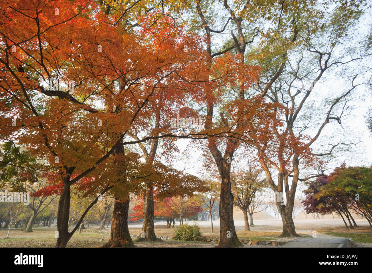 Gyeongju Corée,Gyerim,bois,arbres,feuillage de l'automne, Banque D'Images