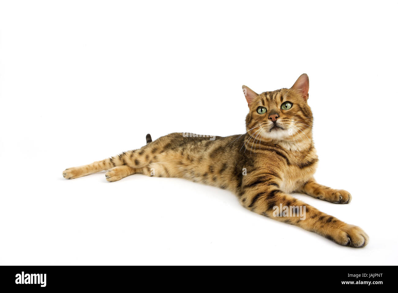 Bengale,Brown spotted tabby,fond blanc, Banque D'Images