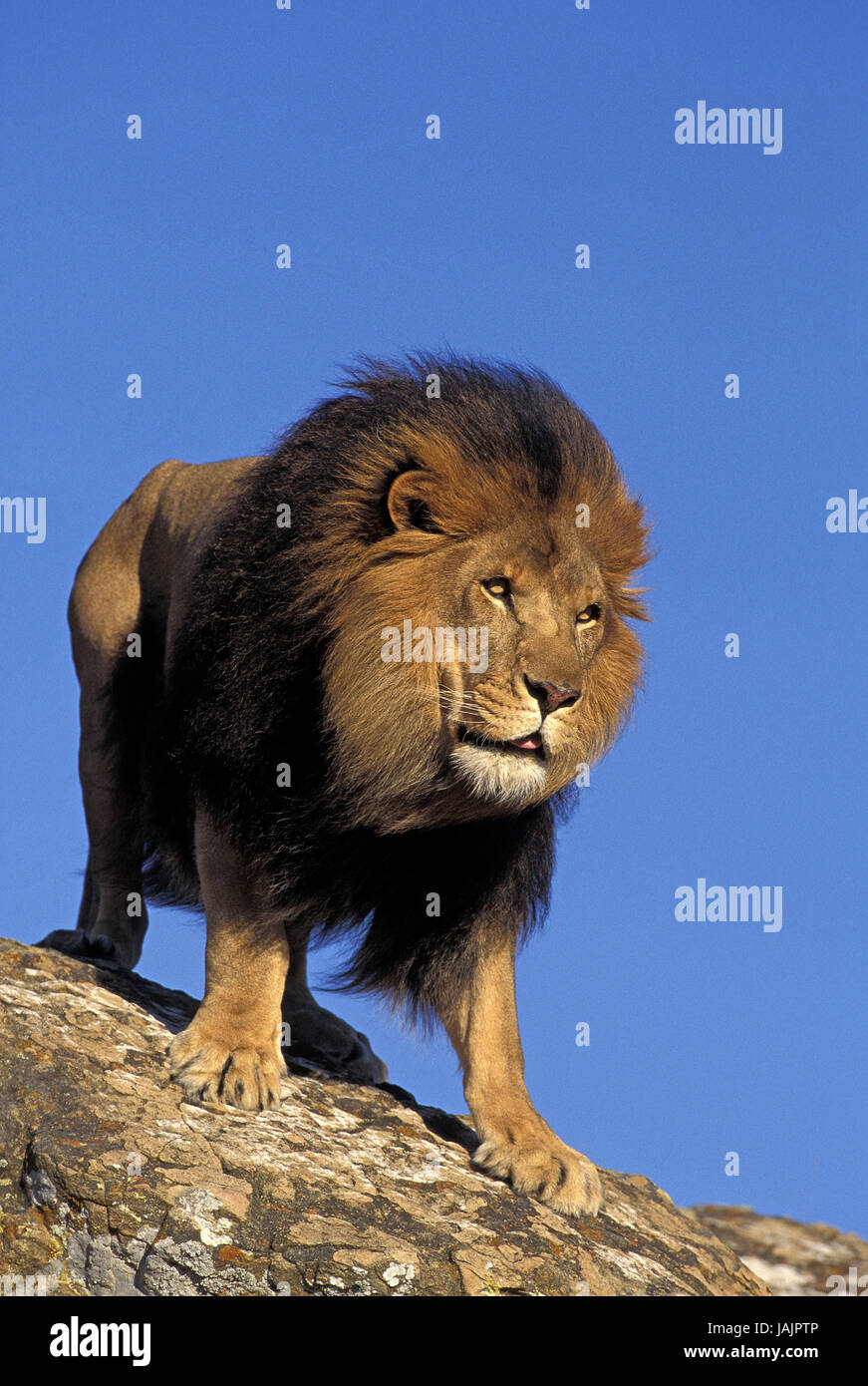 Lion,leo Phantera,petits hommes,les roches, Banque D'Images