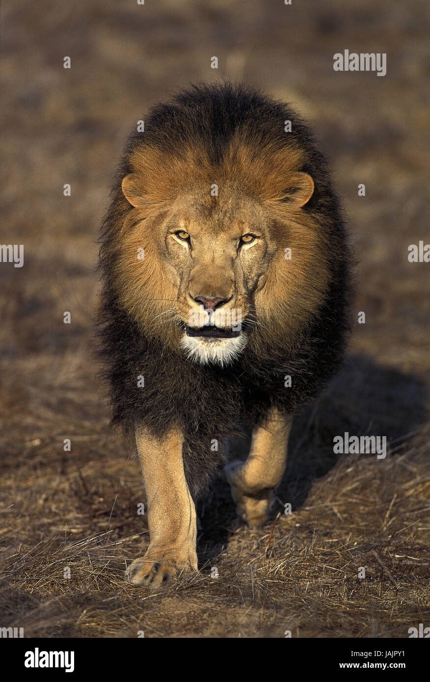 Lion, Panthera leo,petits hommes,l'herbe, Banque D'Images