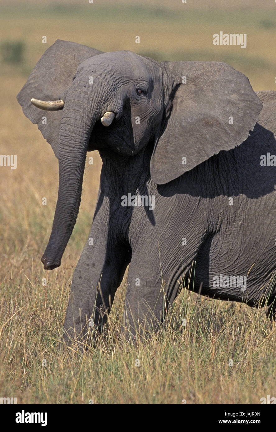 L'éléphant d'Afrique Loxodonta africana,jeunes,animal,Parc de Masai Mara, Kenya, Banque D'Images
