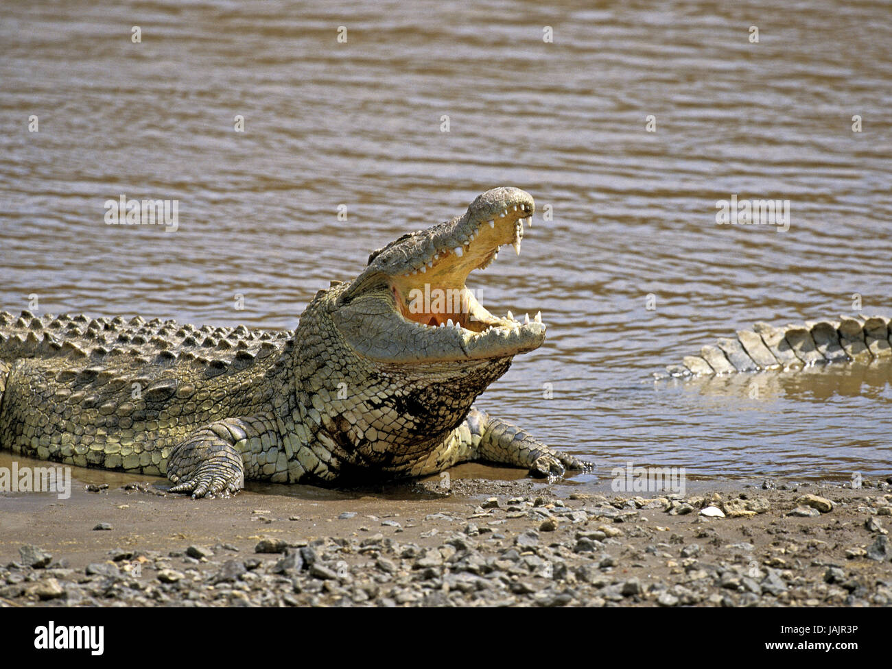 Le crocodile du Nil, Crocodylus niloticus,la bouche ouverte,règle la température de corps,Parc de Masai Mara, Kenya, Banque D'Images