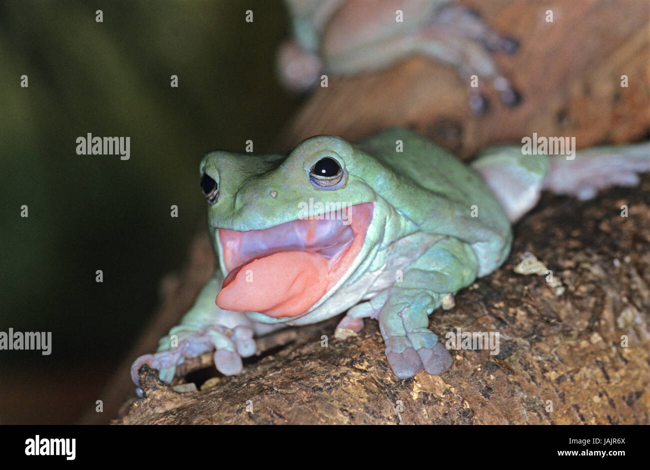 Doigt de corail,Litoria caerulea,langue,l'Australie, Banque D'Images