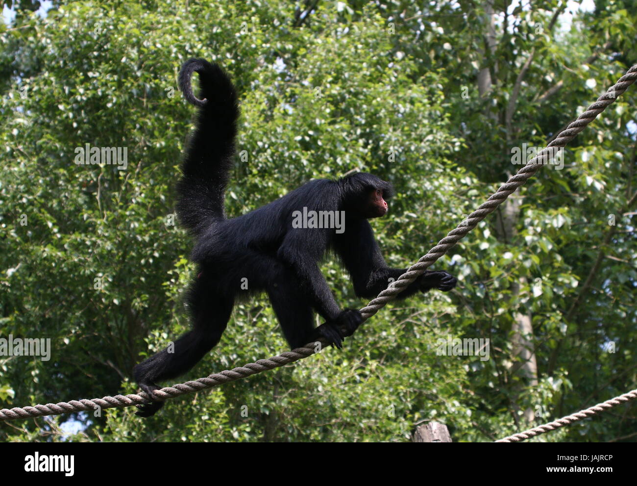 Fil à marcher vers le sud-américain noir Red-Faced singe araignée (Ateles paniscus) alias singe araignée Guyane. Banque D'Images