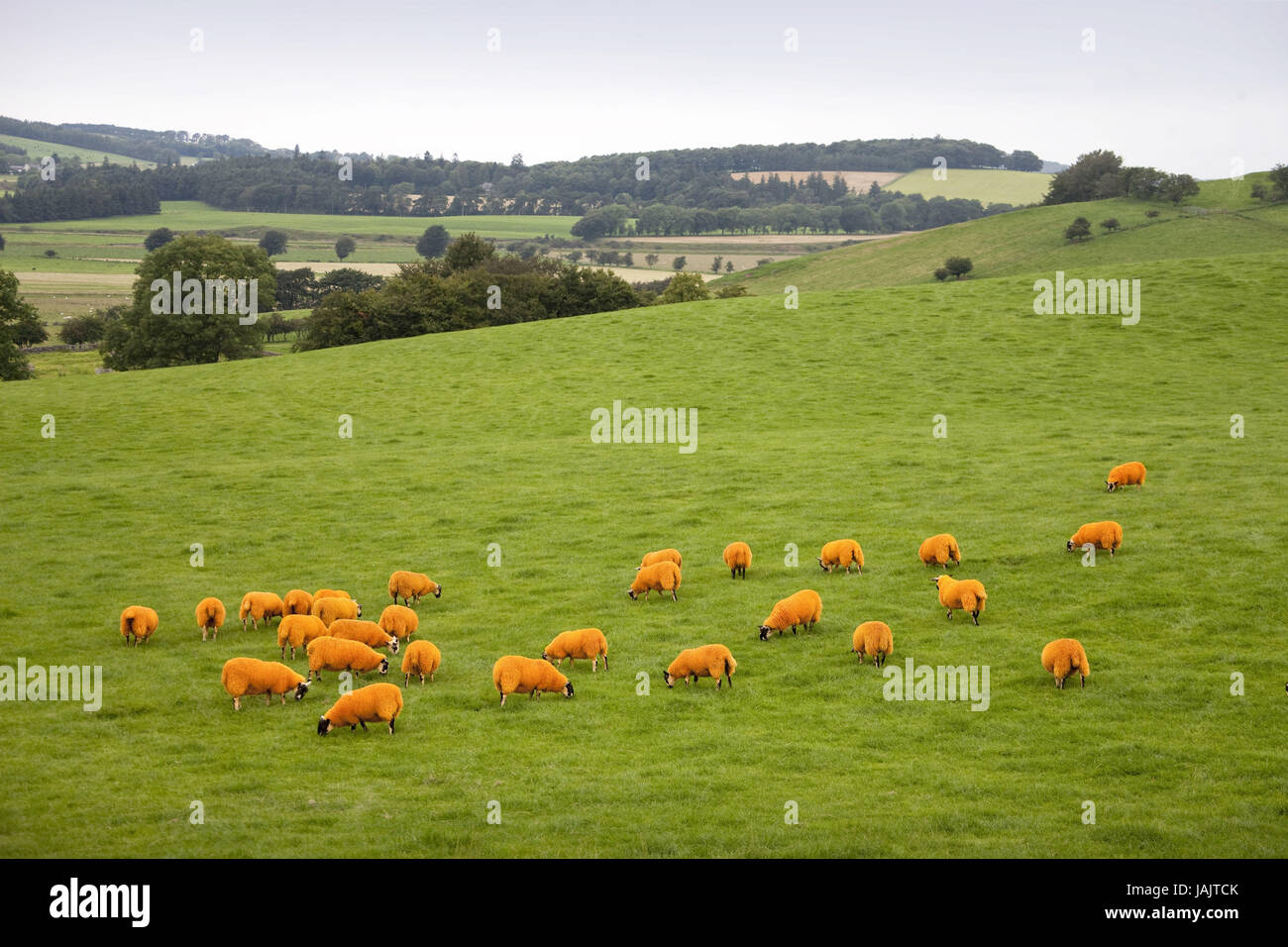 L'Écosse, troupeau de moutons près, Édimbourg Banque D'Images