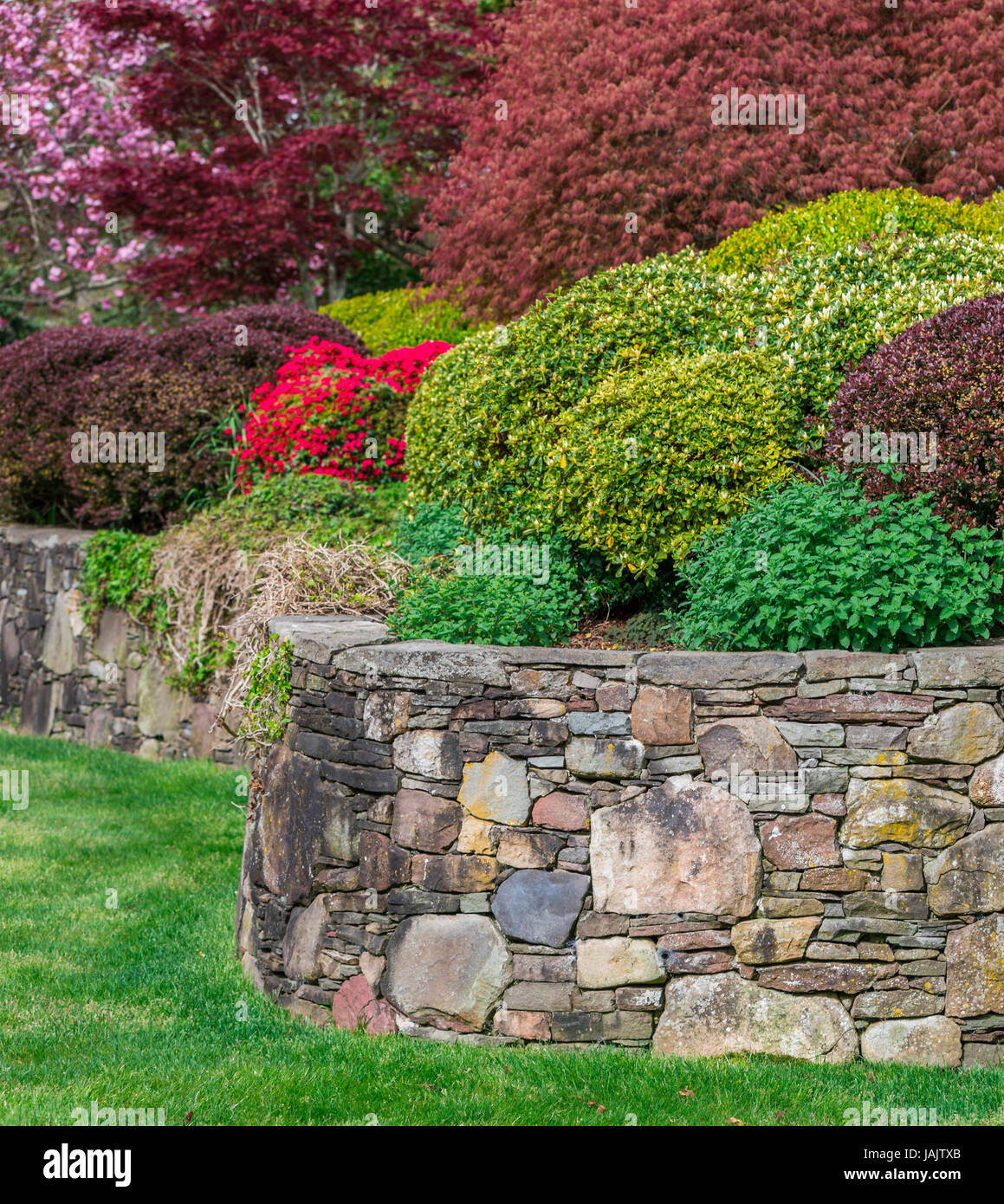 Un assortiment de plantes et d'un mur de pierre Banque D'Images