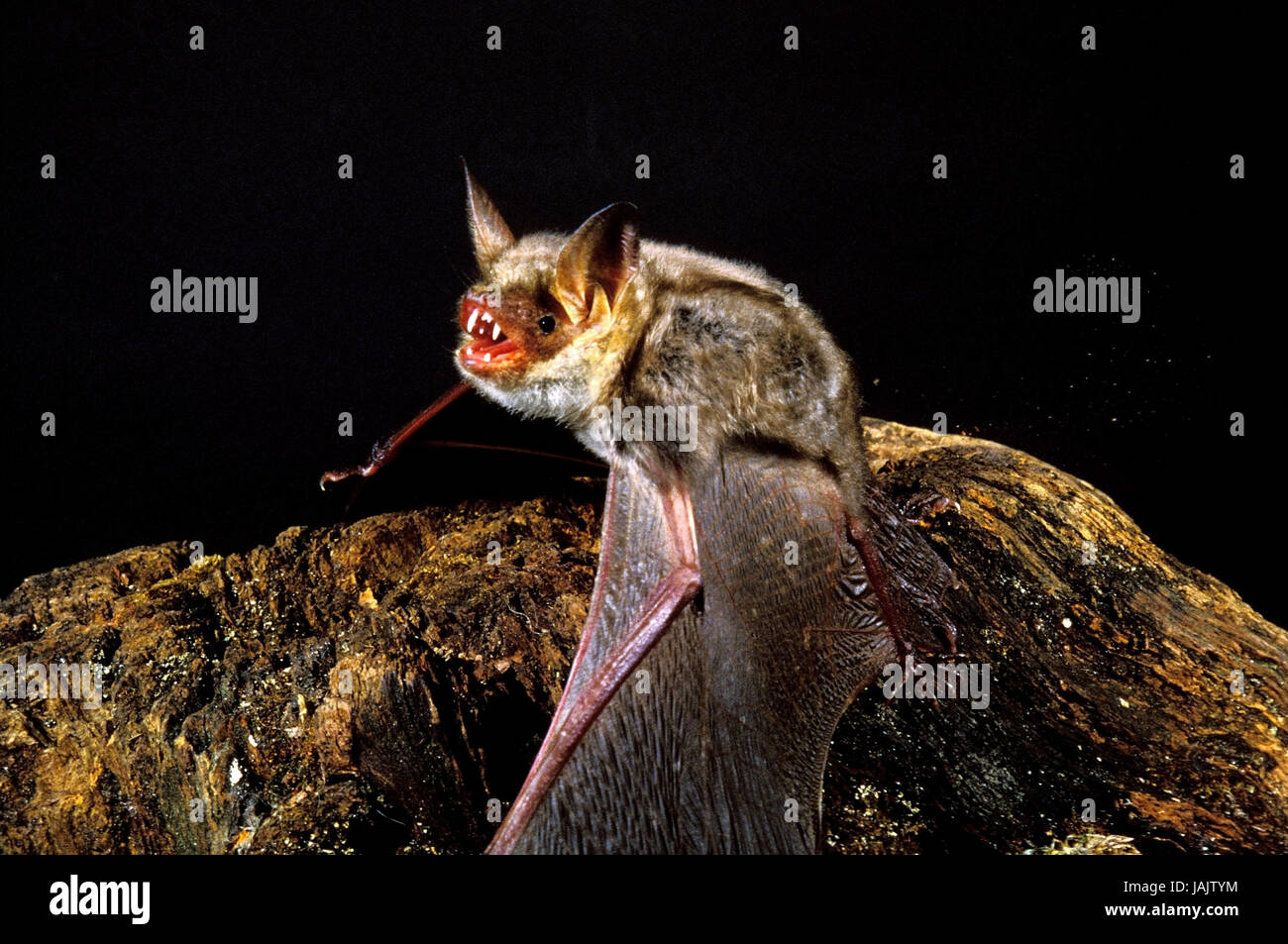 Bat,grosse souris Myotis Myotis,l'oreille, Banque D'Images