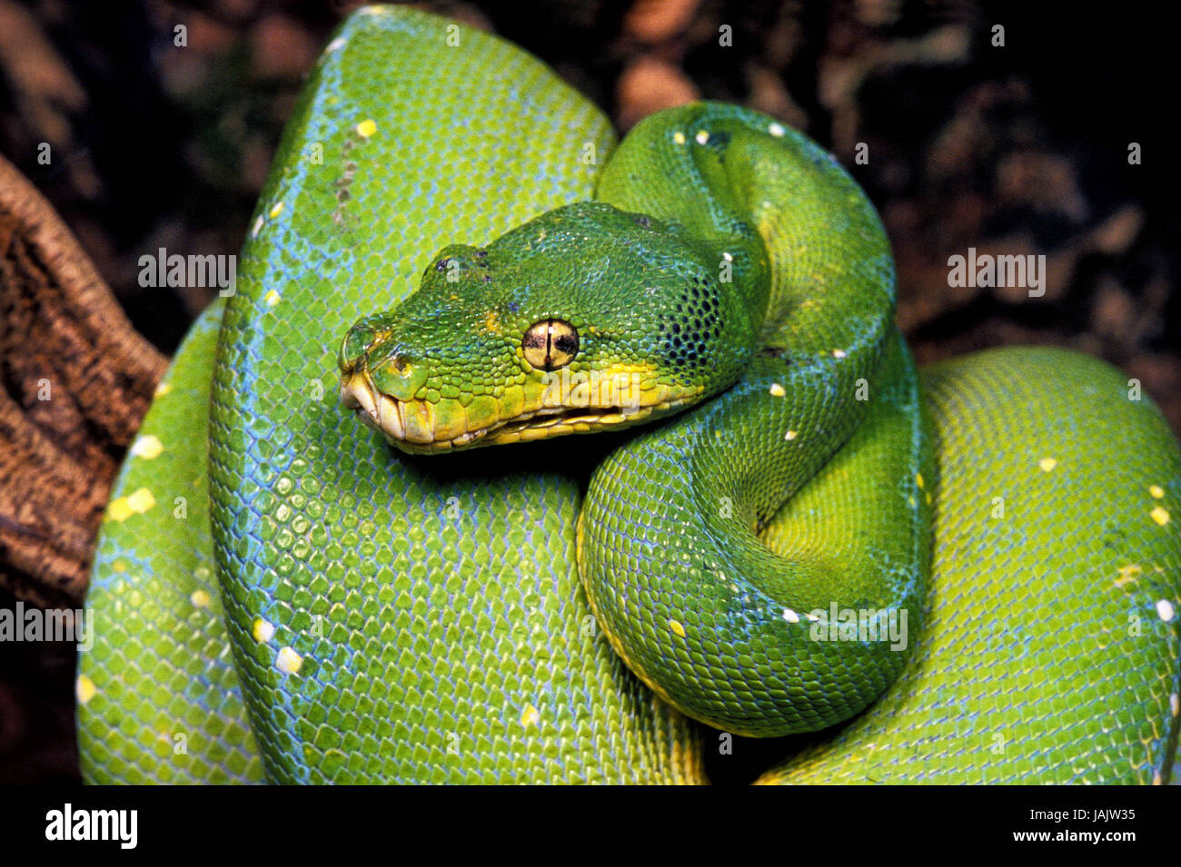 Arbre vert,Morelia viridis, python Banque D'Images