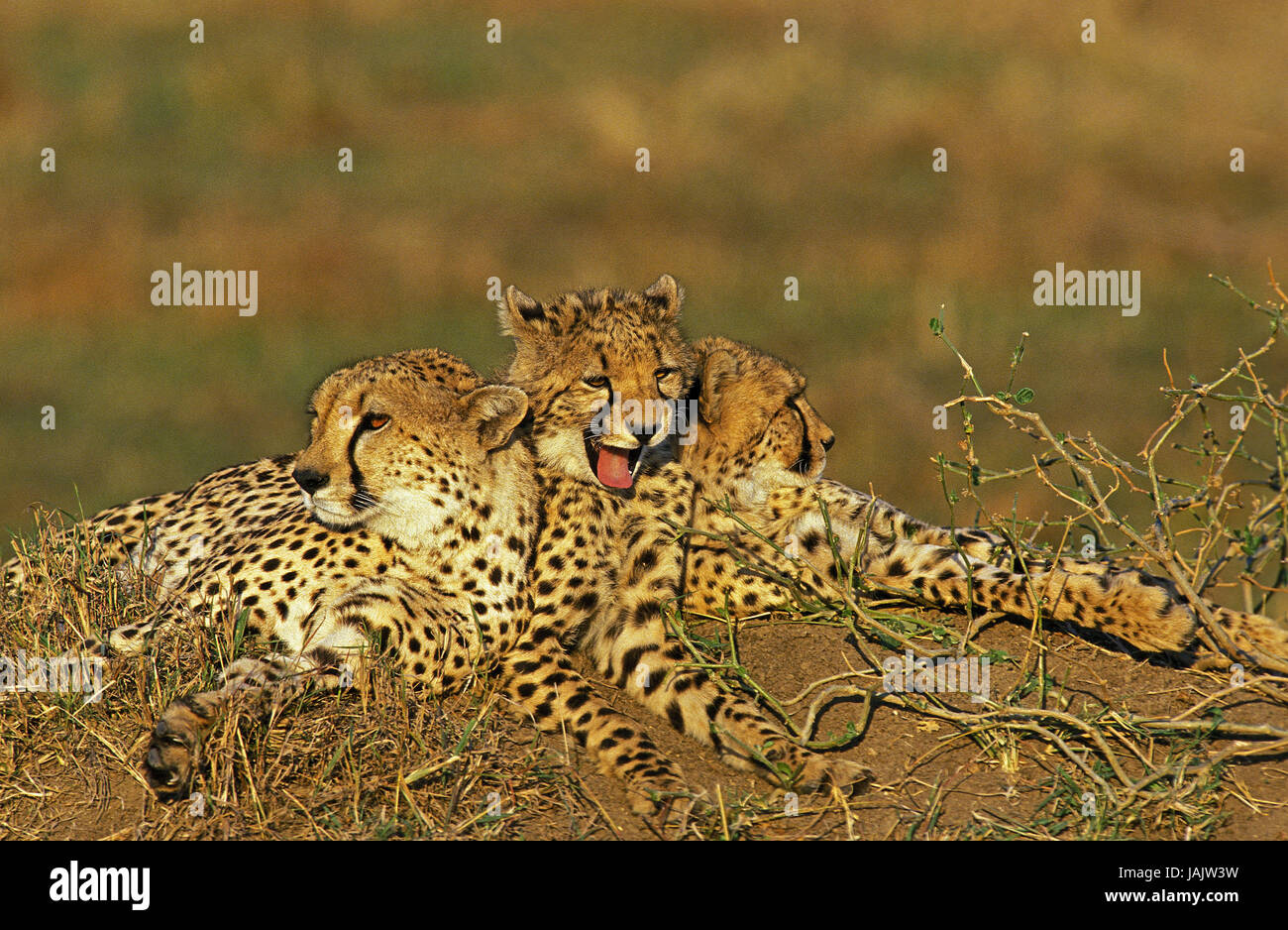 Pour les guépards,Acinonyx jubatus,groupe,mentir,Parc de Masai Mara, Kenya, Banque D'Images
