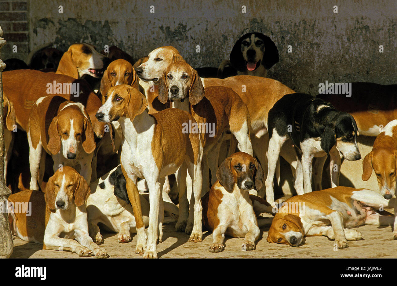 De Grand Anglo Francais weiss-Oranger chien courant,les animaux adultes, pack, Banque D'Images