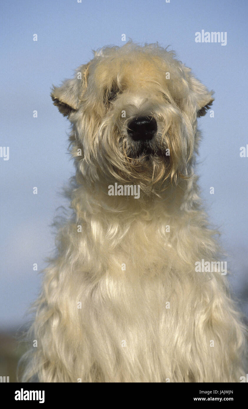 Doucement Coated Wheaten Terrier ou terrier ISCW brièvement,portrait, Banque D'Images