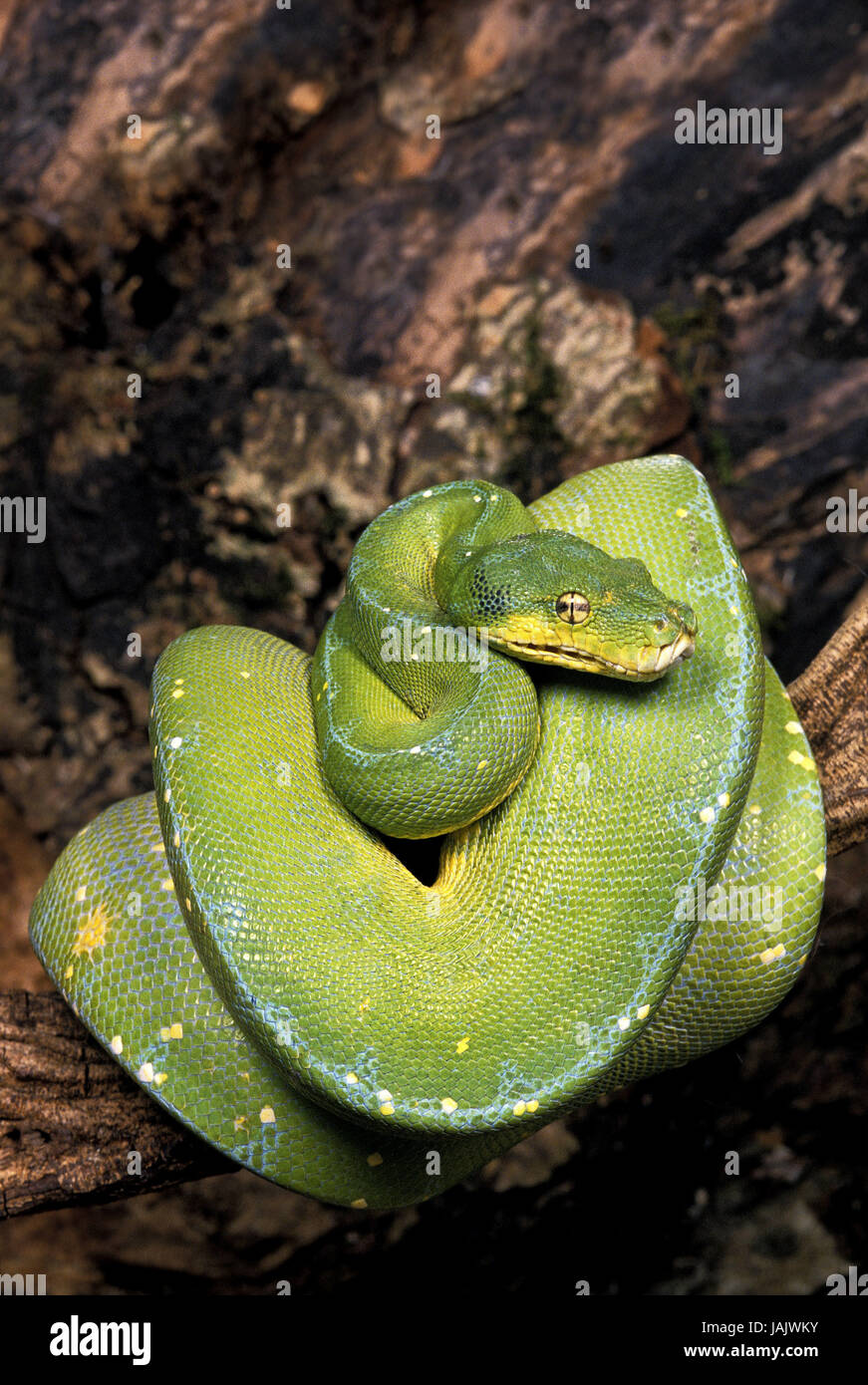 Arbre vert,python Morelia viridis,,direction des wraps, Banque D'Images