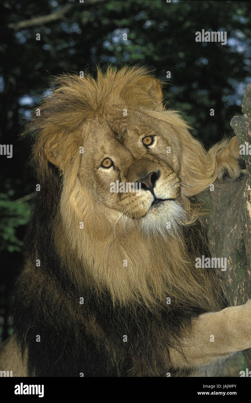 Lion, Panthera leo,portrait,petit homme, Banque D'Images