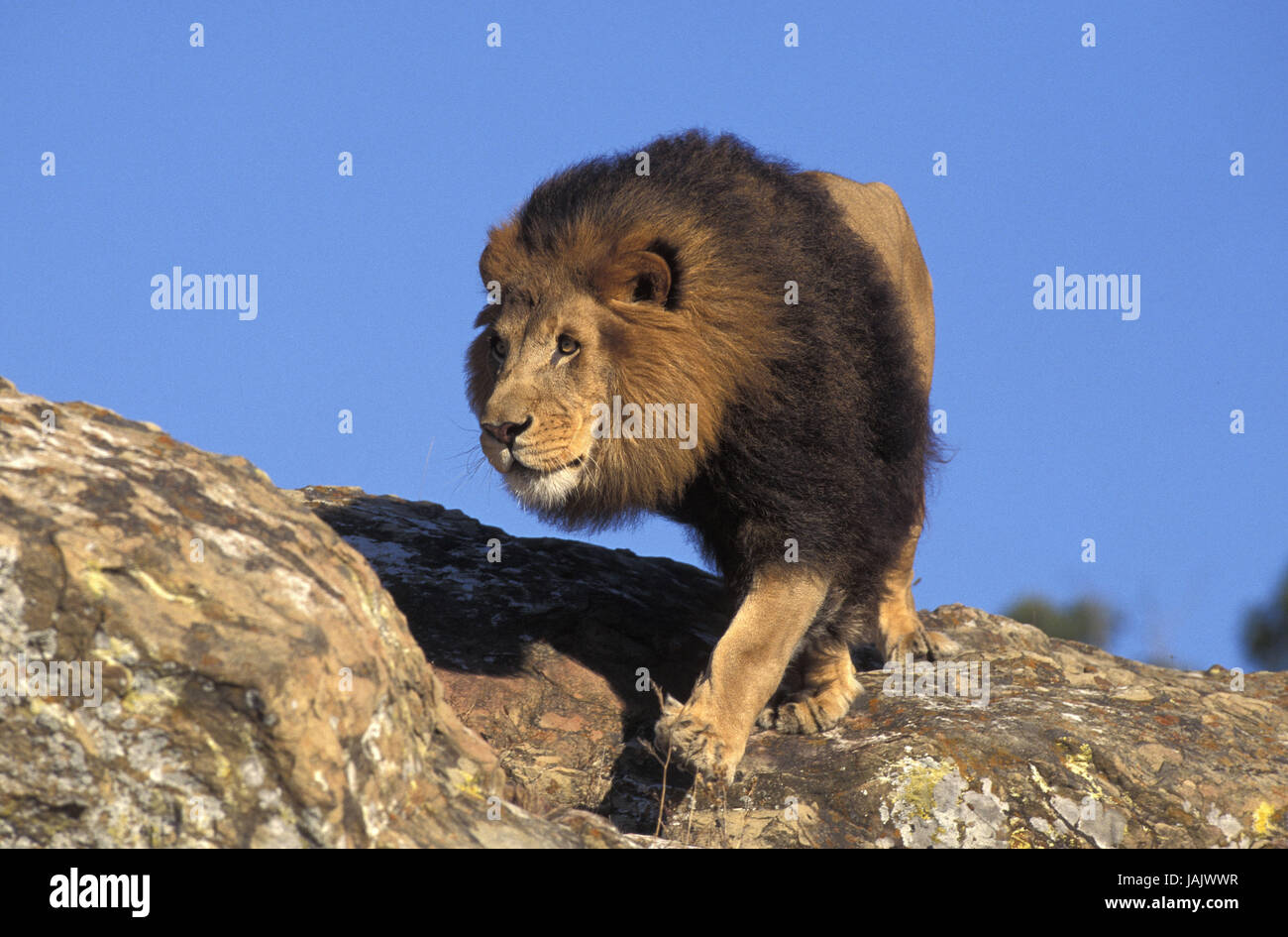 Lion, Panthera leo, peu d'hommes,les roches, Banque D'Images