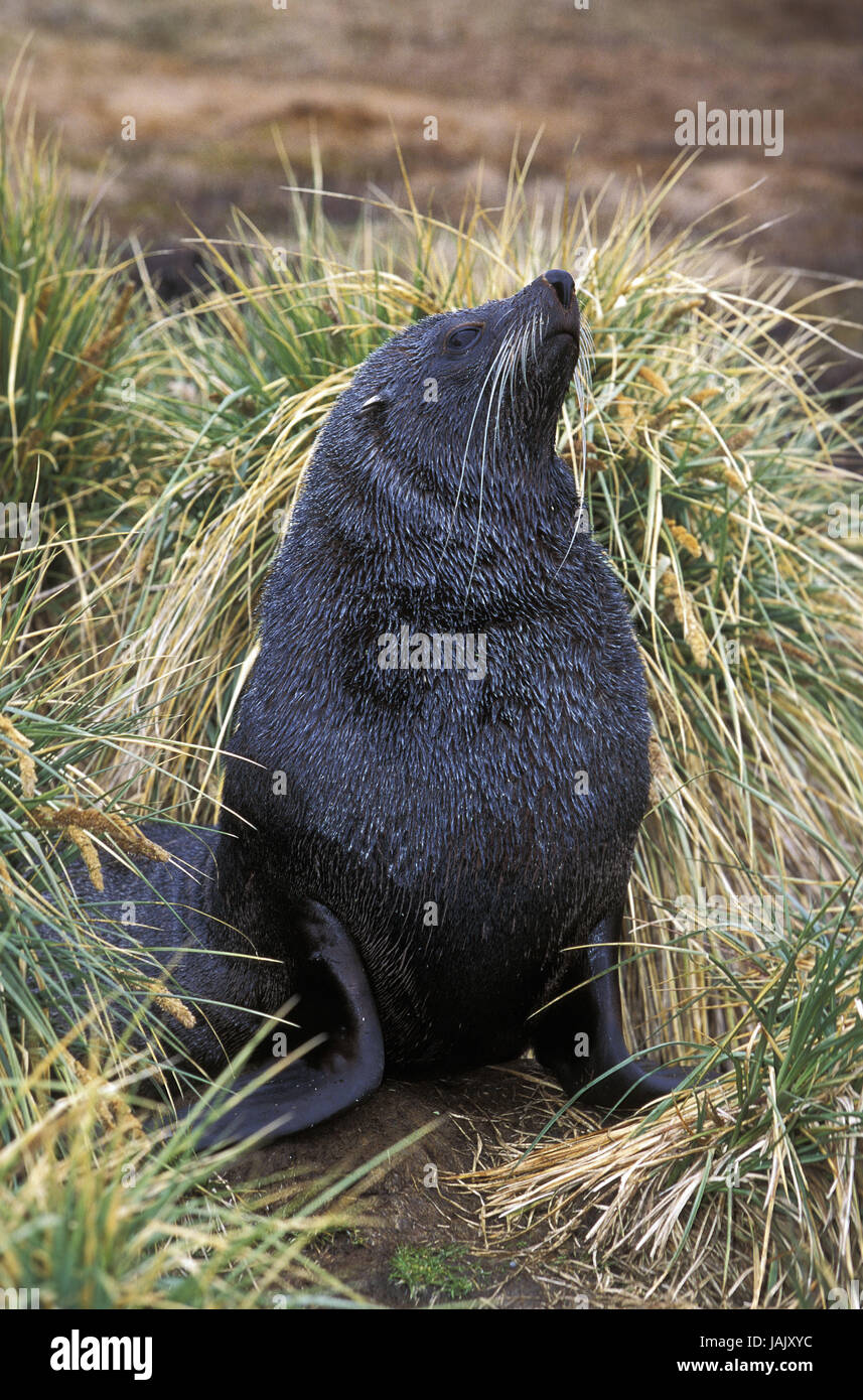 Ours de mer,antarctique Arctocephalus gazella, herbe, Banque D'Images