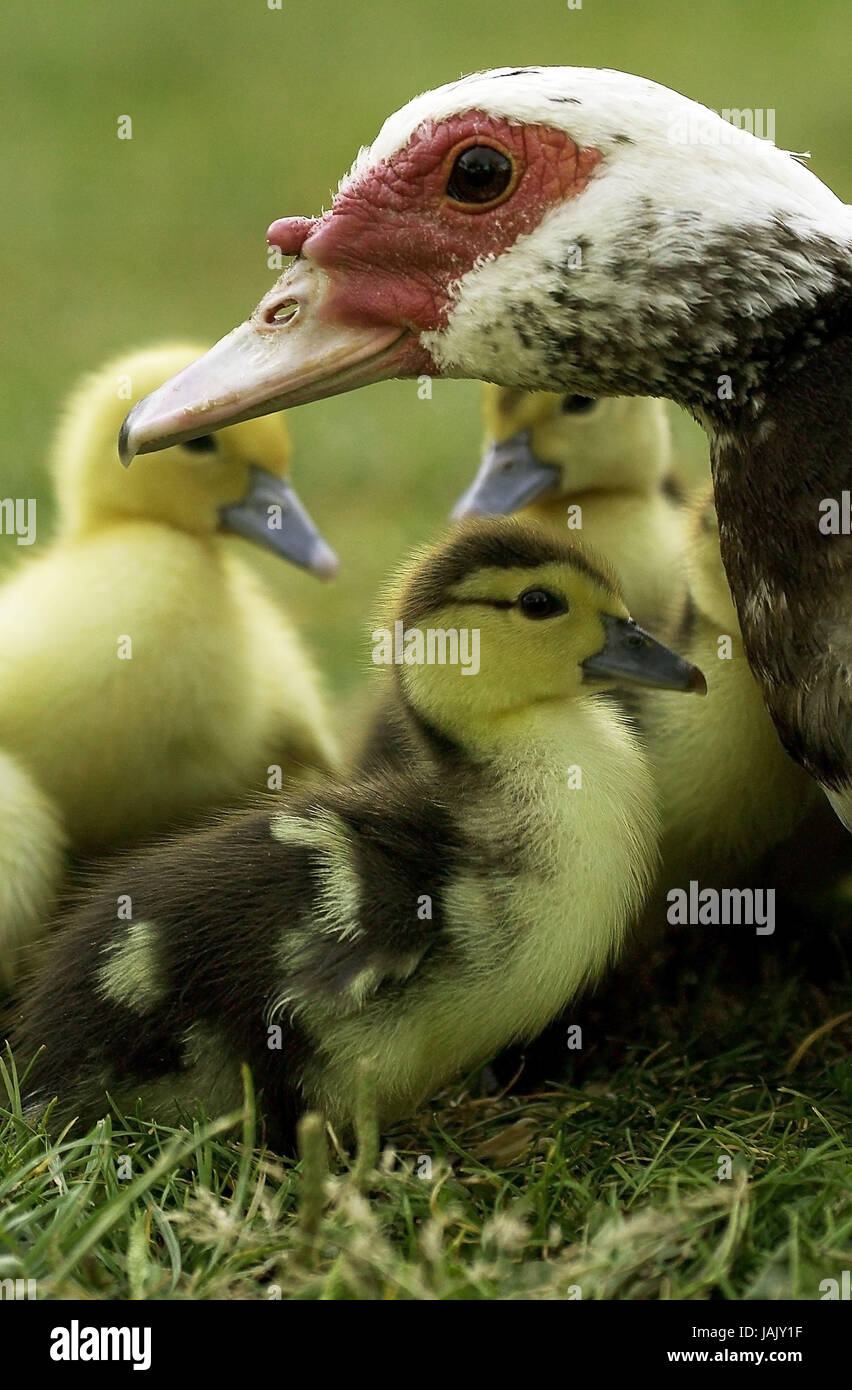 Canard musqué Cairina moschata,femmes,avec chick, Banque D'Images