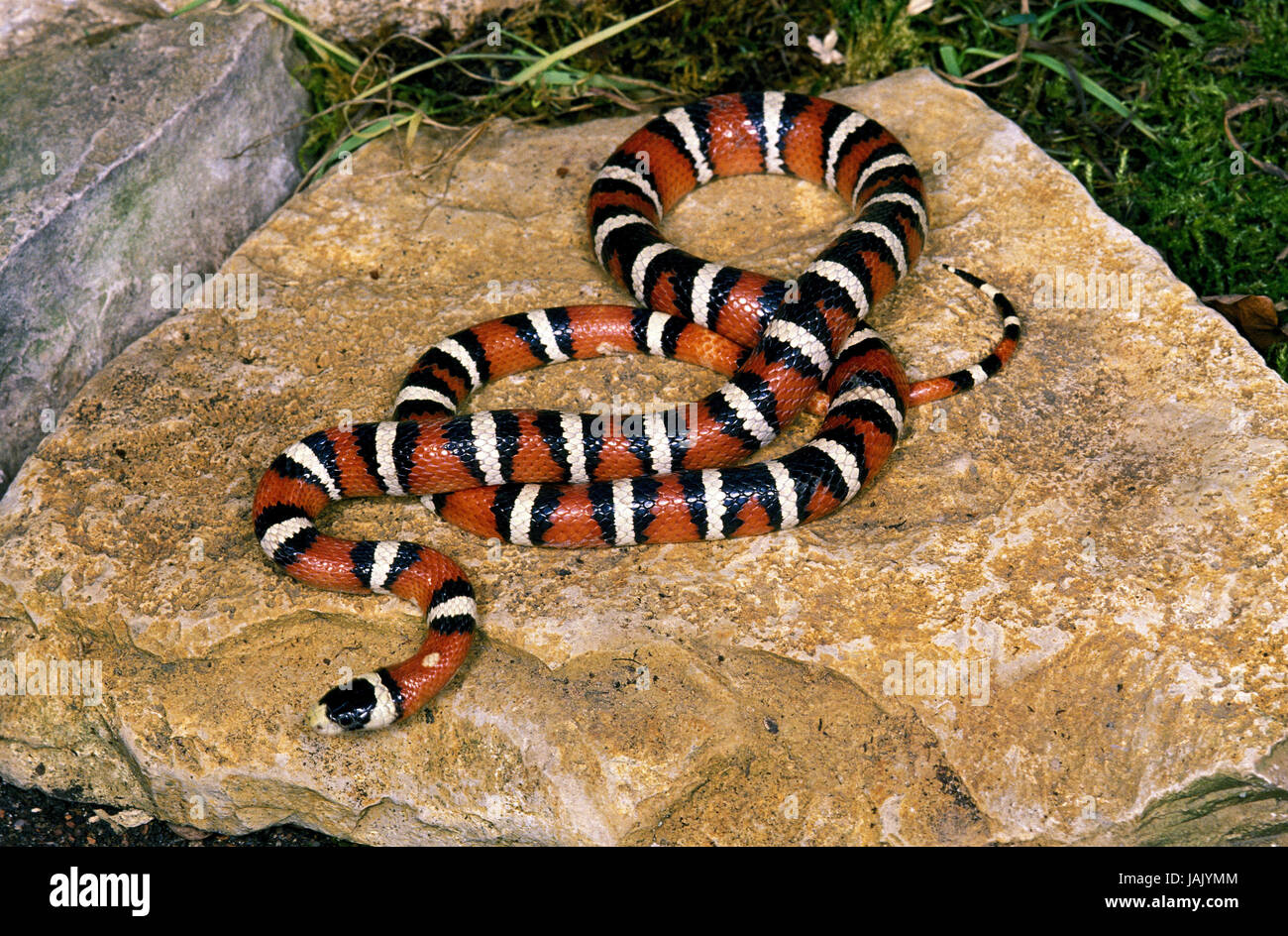 Du roi-montagne,Lampropeltis pyromelana adder,les roches, Banque D'Images