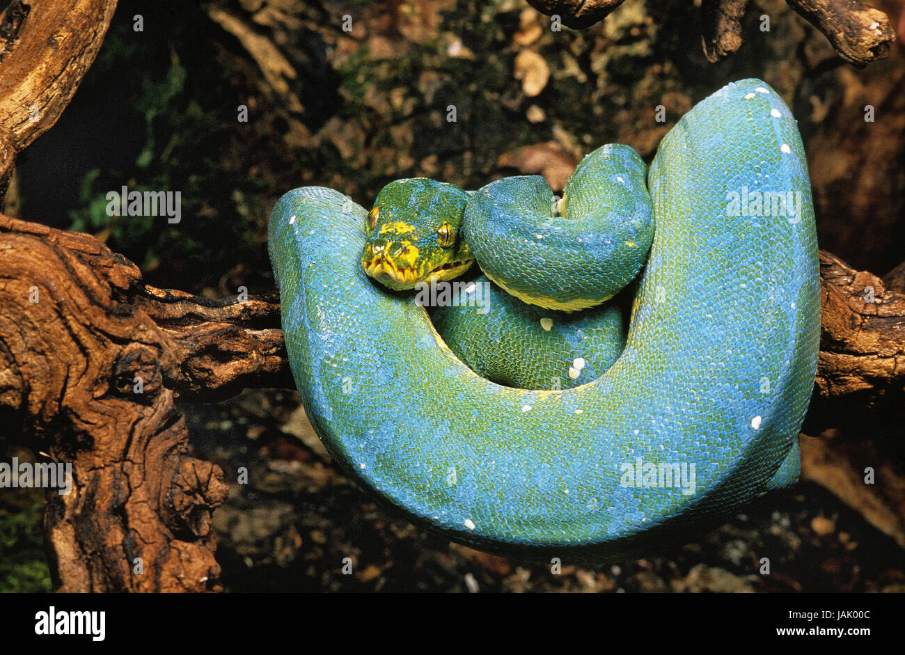 Arbre vert,python Morelia viridis,Direction générale, Banque D'Images