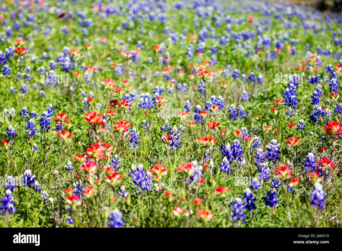 Fleurs sauvages en montagne du Texas Banque D'Images