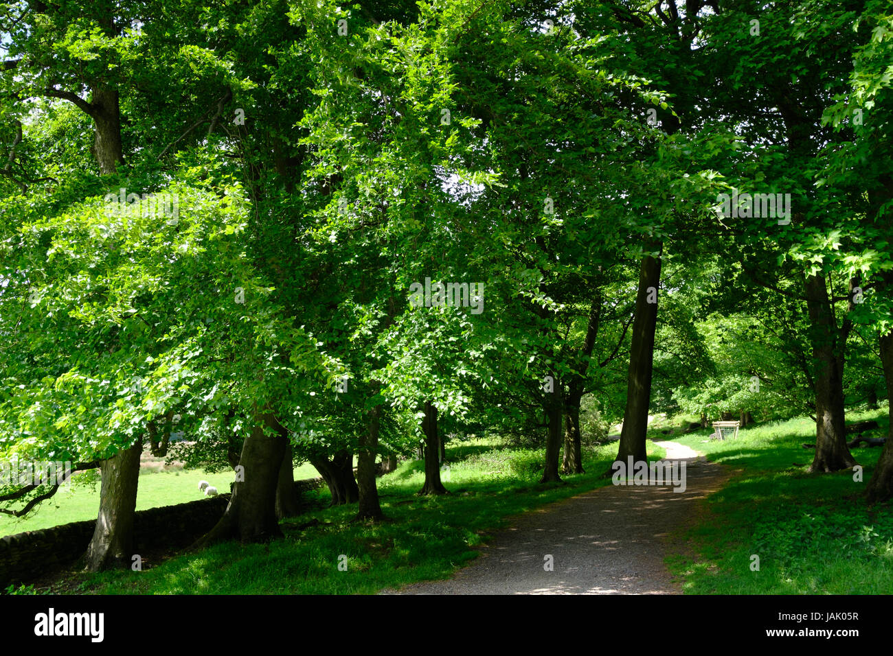 Chemin à travers les arbres de chêne, Longshaw Estate, Peak District, UK Banque D'Images