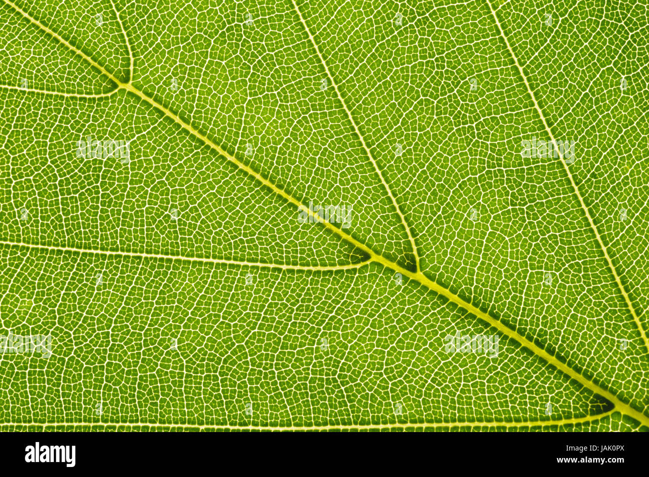 Feuilles de combava,close up, Banque D'Images
