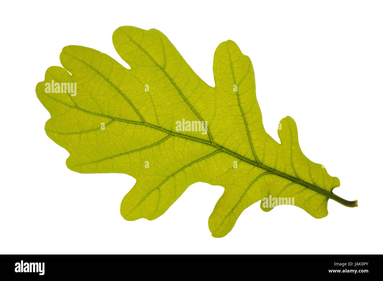 Feuille de chêne, Banque D'Images