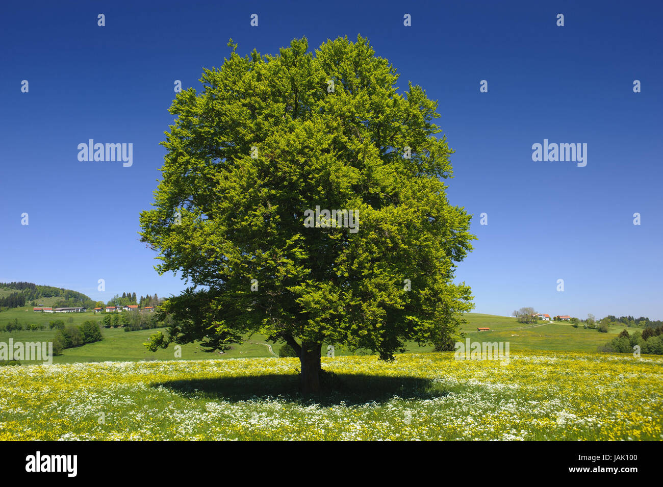Prairie,book,soleil,individuellement,seulement,isole,,le feuillage des arbres à larges feuilles,branches,,vert,feuilles,solo grass,Bavaria,saison printemps,nature,paysage,plantes,personne,ciel,bleu,arbre,solitaire, Banque D'Images