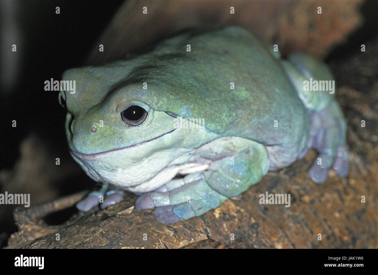 Doigt de corail,grenouille feuillage Litoria caerulea,animal adulte, Banque D'Images