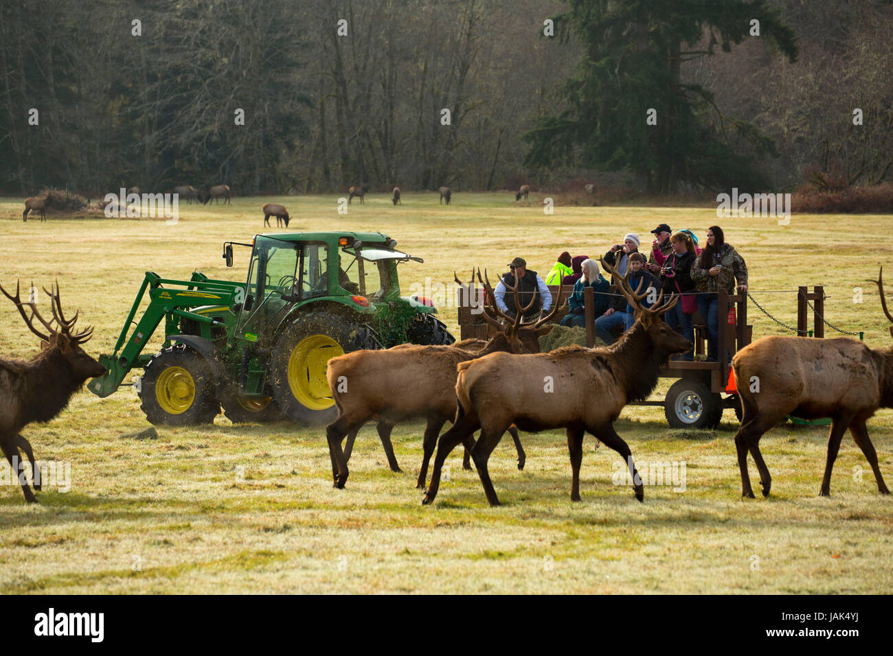 Tour d'alimentation d'hiver avec le wapiti de Roosevelt, Jewell Meadows de faune, de l'Oregon Banque D'Images