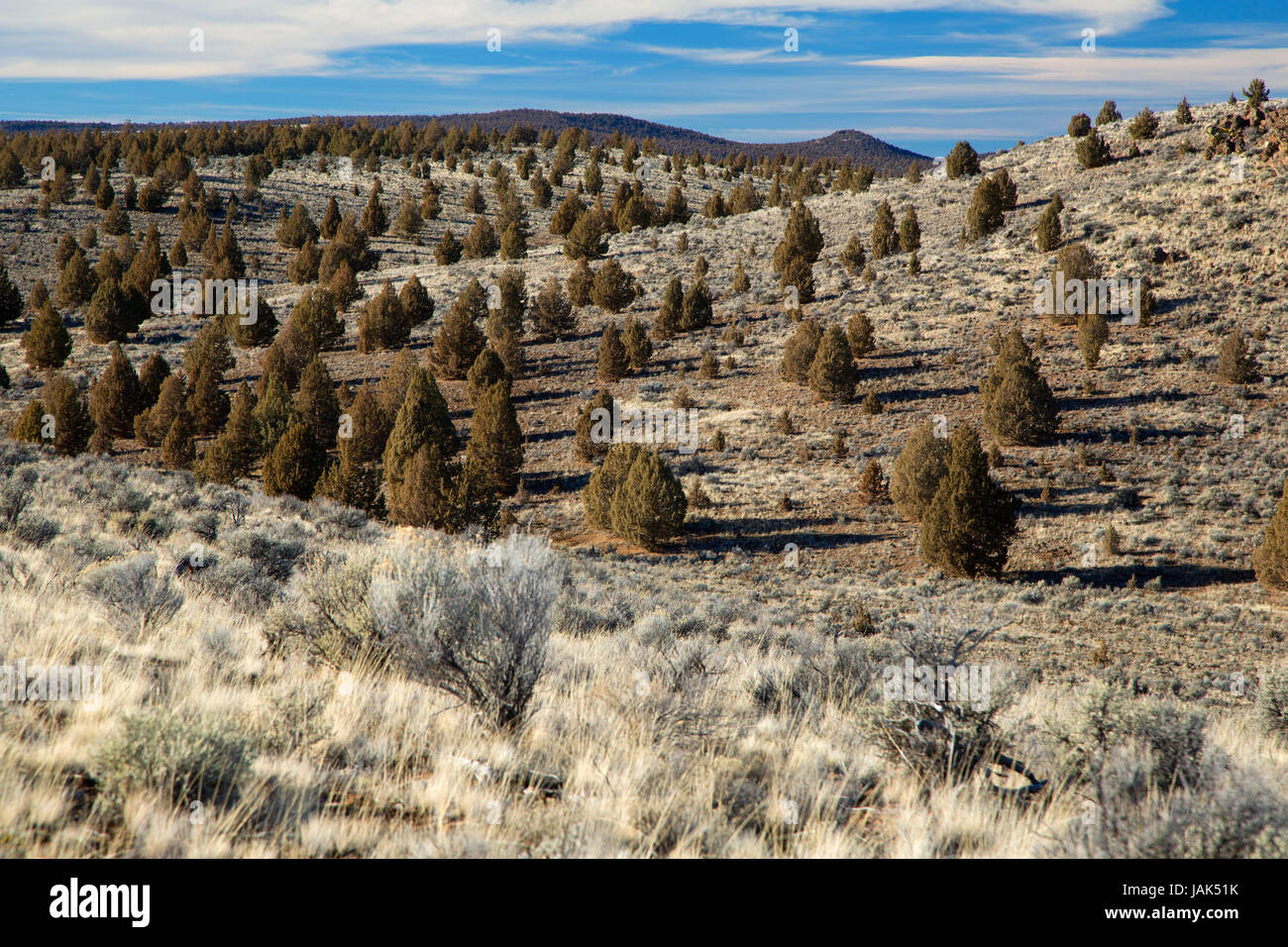 Sage - Western genévrier (Juniperus occidentalis) forêt, Gerry Mountain Wilderness Zone d'étude, Prineville District Bureau de la gestion des terres, de l'Oregon Banque D'Images