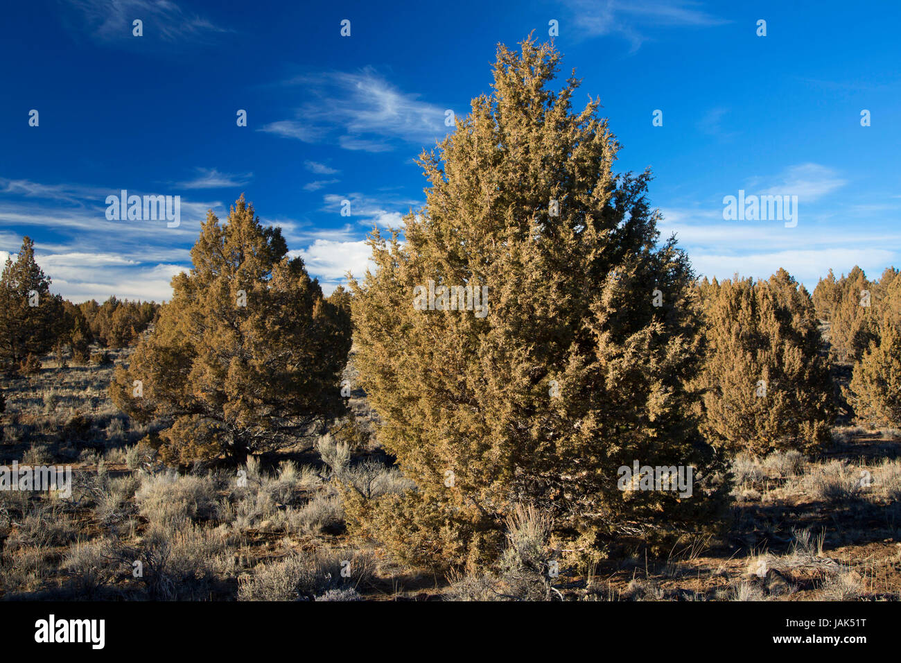 Sage - Western genévrier (Juniperus occidentalis) forêt, Gerry Mountain Wilderness Zone d'étude, Prineville District Bureau de la gestion des terres, de l'Oregon Banque D'Images