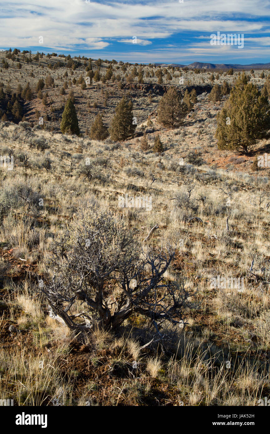 Sage - Western genévrier (Juniperus occidentalis) forest, South Fork désert Zone d'étude, Prineville District Bureau de la gestion des terres, de l'Oregon Banque D'Images