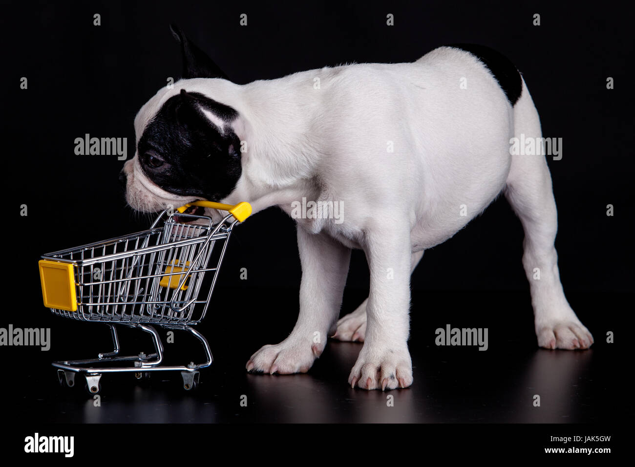 Bouledogue français jouant avec un chariot de supermarché. Drôle de petit chien. Banque D'Images