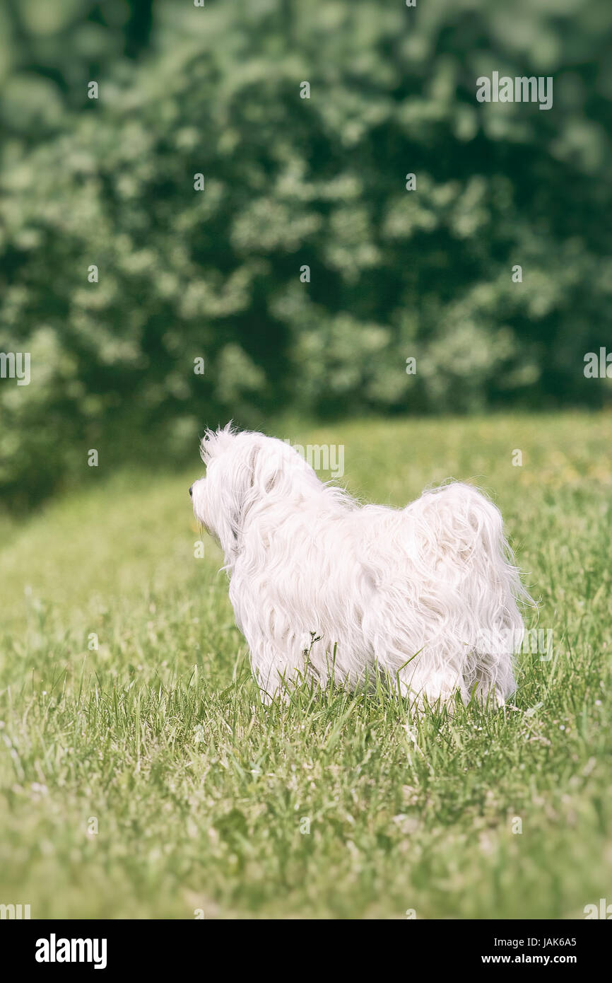 Ein kleiner Hund weißer Langhaar steht in einer Wiese und die Umgebung beobachtet. Banque D'Images