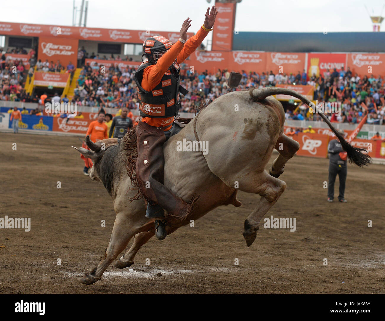 Un taureau géant sur le ring avec son cavalier en arrière pendant le Costa Rica's Zapote Festival en centre-ville de San José le 29 décembre 2014. Banque D'Images