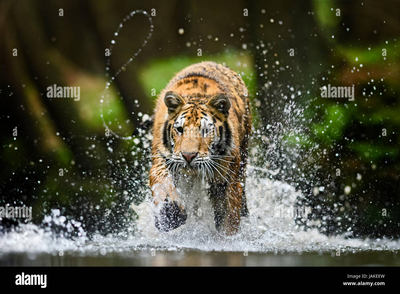 Siberian Tiger running dans la rivière Banque D'Images