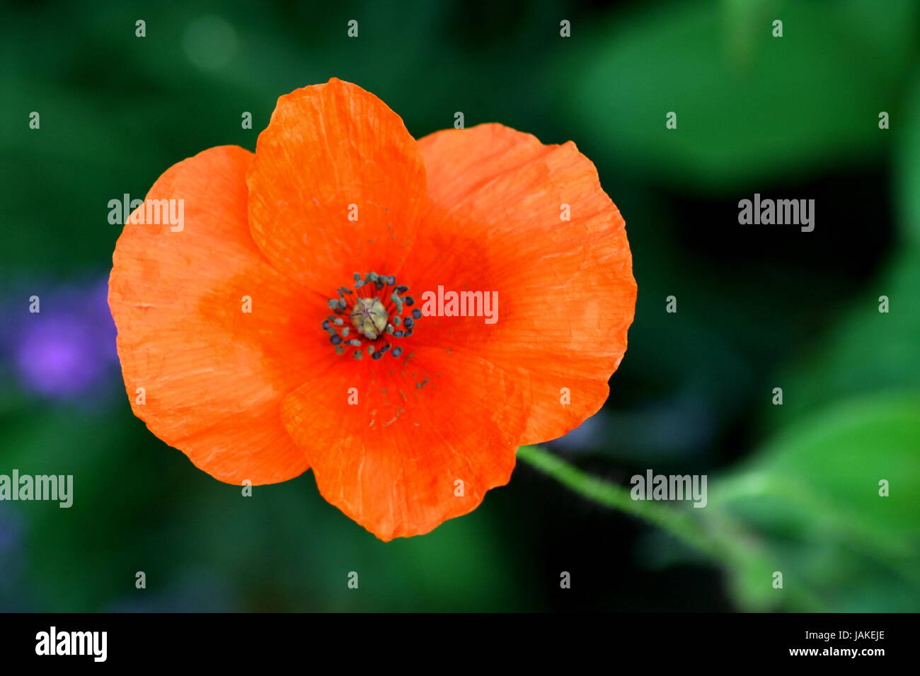 Mohnblume pourriture orange Banque de photographies et d’images à haute