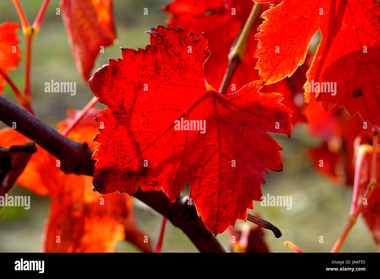 Vignes en automne, gros plan sur les couleurs des feuilles Banque D'Images