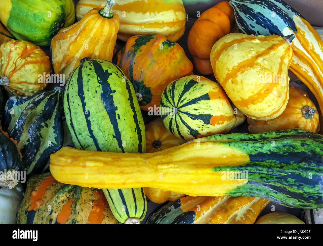 Les petites citrouilles coloré Banque D'Images