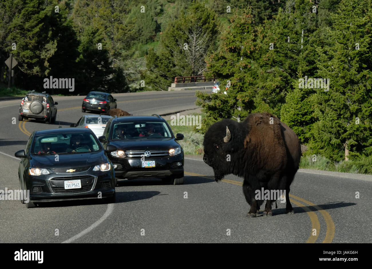 Un North American Bison provoque un embouteillage comme il traverse la route principale à travers la vallée de Lamar, Yellowstone National Park, Wyoming, USA. Banque D'Images