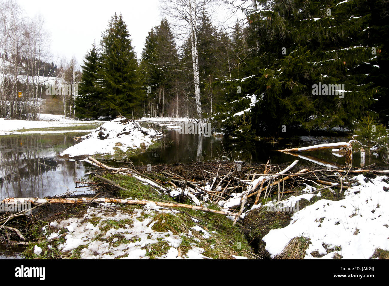 Schnee bedeckte wald natur landschaft hiver kaltes wetter Banque D'Images